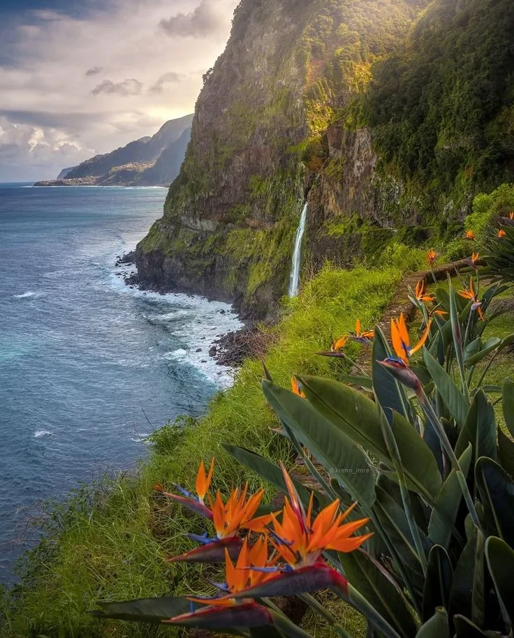 A waterfall dropping from a green Madeira cliff into the Atlantic beside flowering strelitzias