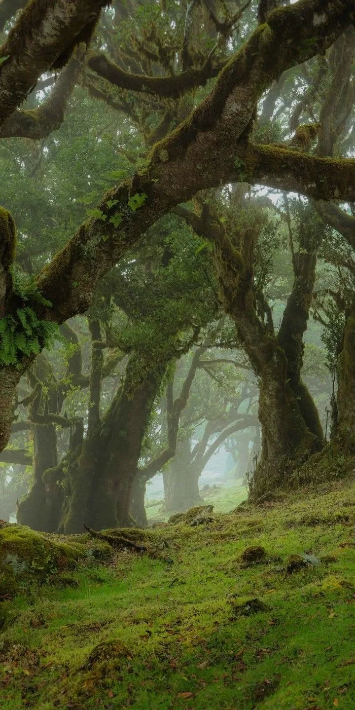 The Fanal laurel forest in Madeira wrapped in mist